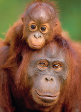 Load image into Gallery viewer, Eurographics Orangutan and Baby 1000 pc Puzzle