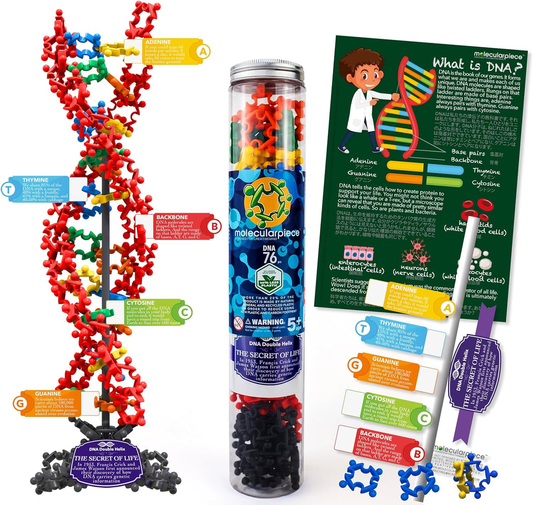 Molecularpiece DNA Double Helix Structure Model 83 Building Set